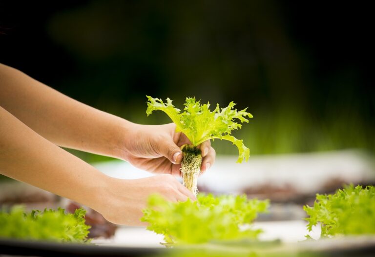 hydroponics-4684821_1280