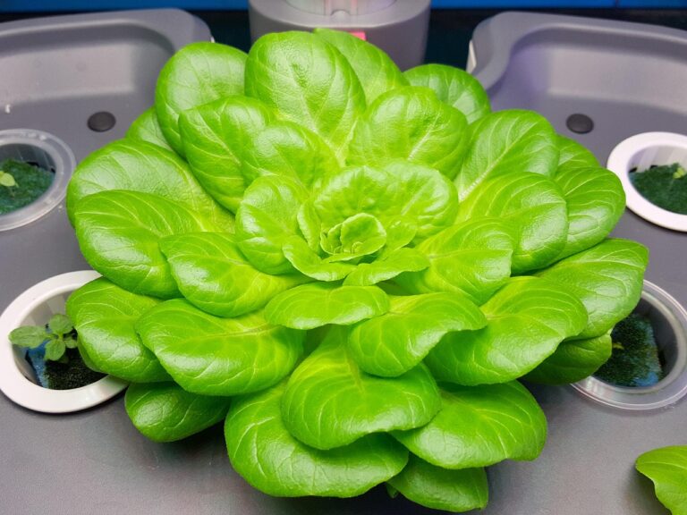 lettuce-1245606_1280