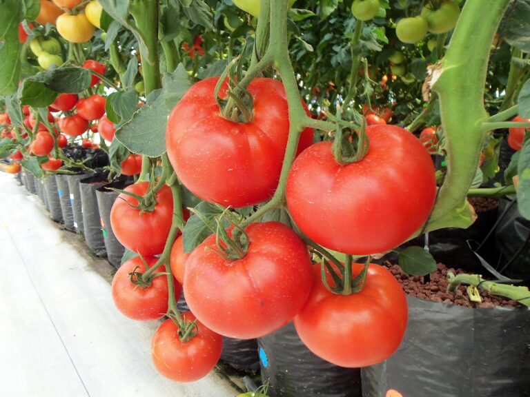 tomatoes-936520_1280