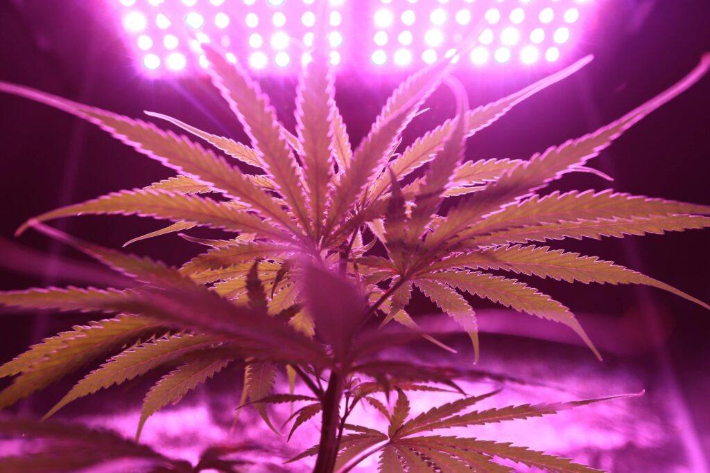 Smart hydroponics kits use full-spectrum LED lights that mimic natural sunlight.