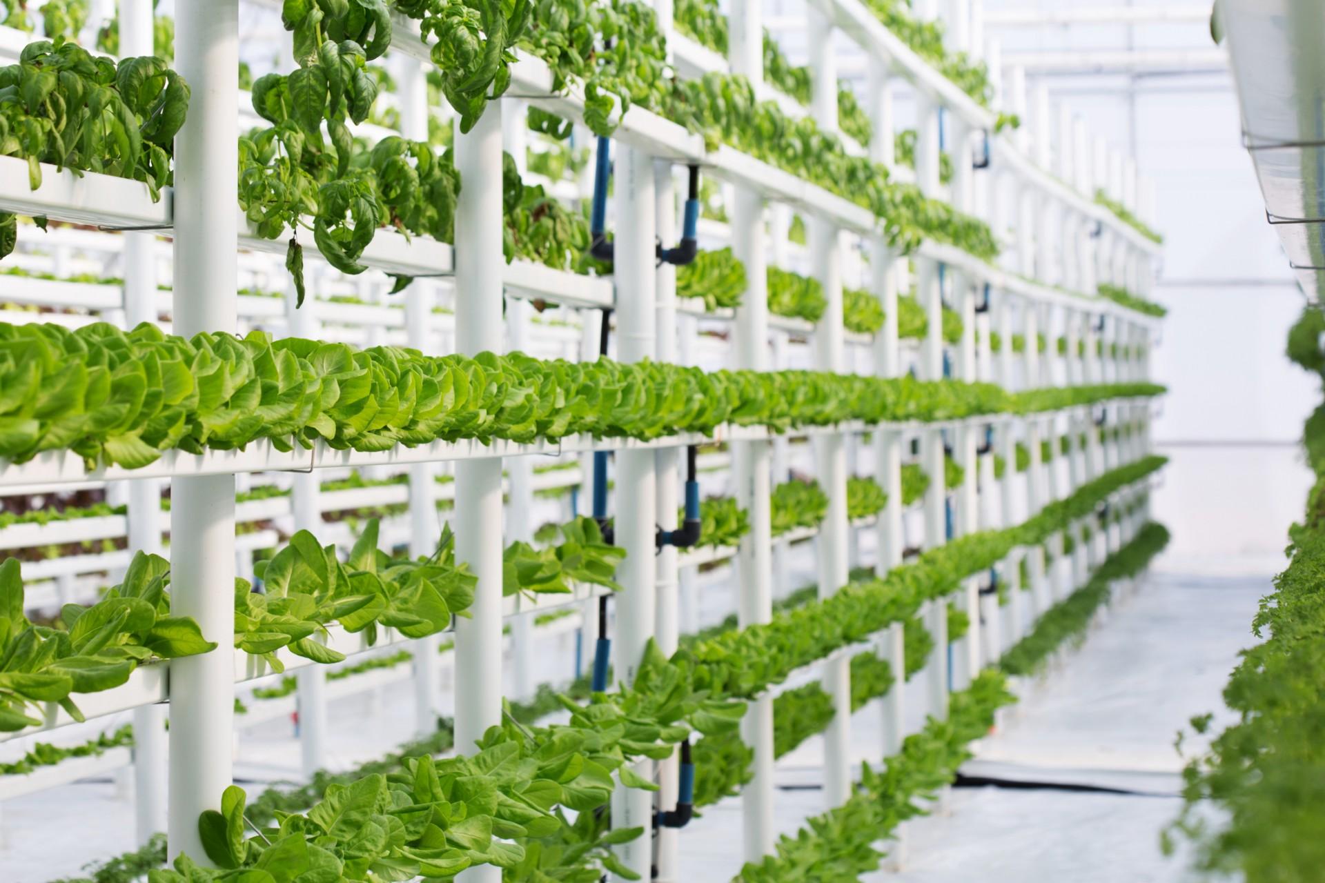 Vertical hydroponic farming system for growing plants